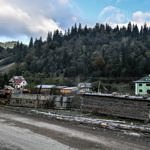 Карпаты пилят лес