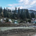Карпаты пилят лес