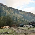 Карпаты пилят лес