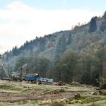 Карпаты пилят лес