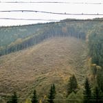 Карпаты пилят лес
