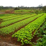 , Agriculture