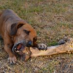Dog, Bone