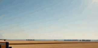 Отруєна житниця: пестициди, політика і ціна аграрного успіху